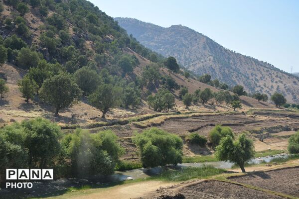 آغاز فصل تولکی در شالیزارهای روستای پلبریده