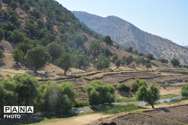 آغاز فصل تولکی در شالیزارهای روستای پلبریده