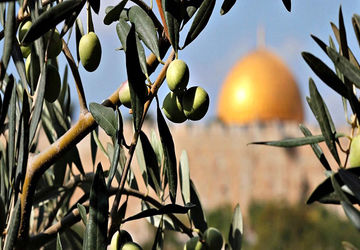 درختان زیتون هم نیروی حماس هستند