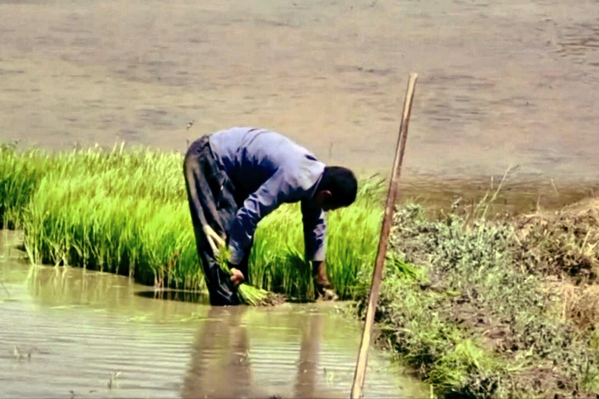 شالیکاری؛ نبرد با آفتاب، خشکسالی و هزینه‌های سنگین