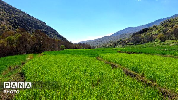 شکوفایی امید 