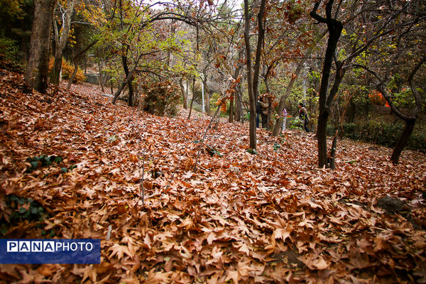 پاییز خیال انگیز در پارک جمشیدیه