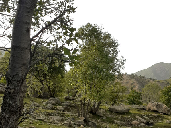 طبیعت بسیار خاص منطقه زیودار شهرستان معمولان