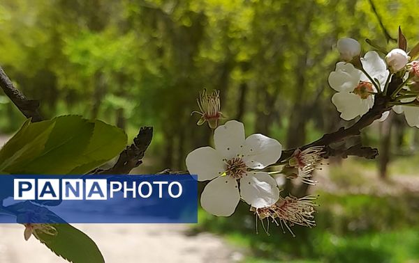 فصل بهار، فرصتی برای سر زندگی روح