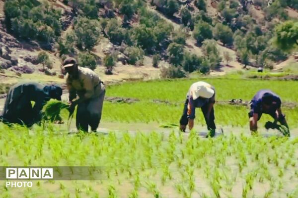 برنجکاری در پلبریده