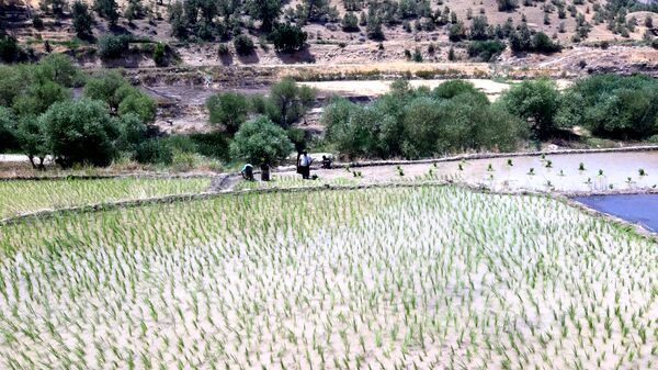 کاشت برنج در روستای بیدله 