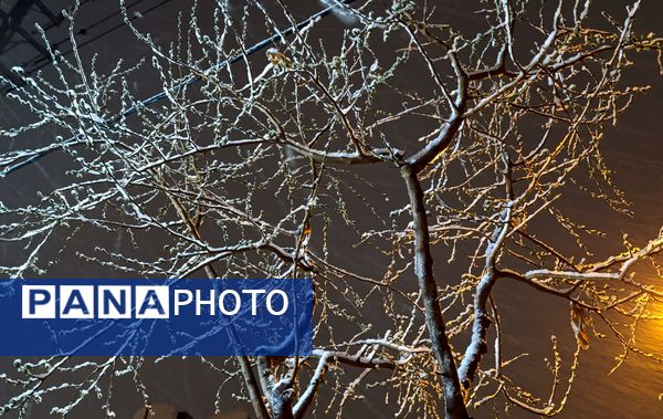 رحمت الهی برف بهاری بر دیار سلسله الذهب