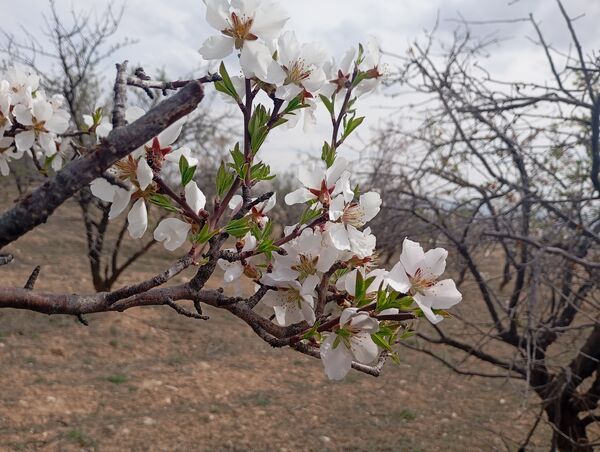  شکوفه های بهاری در روستای گزکوه
