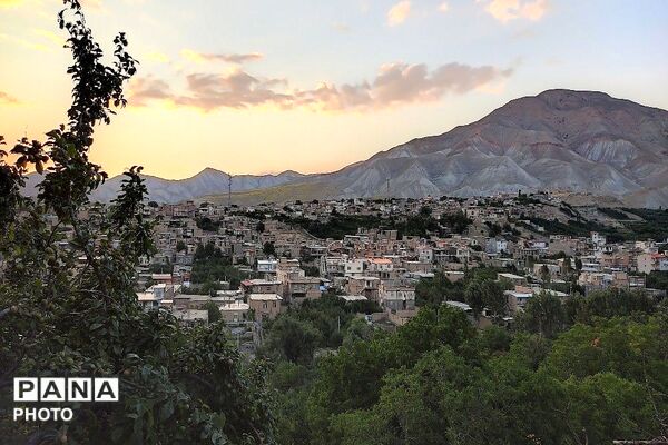 فصل چیدن یاقوت های چشم نواز در شهر بار نیشابور-۱