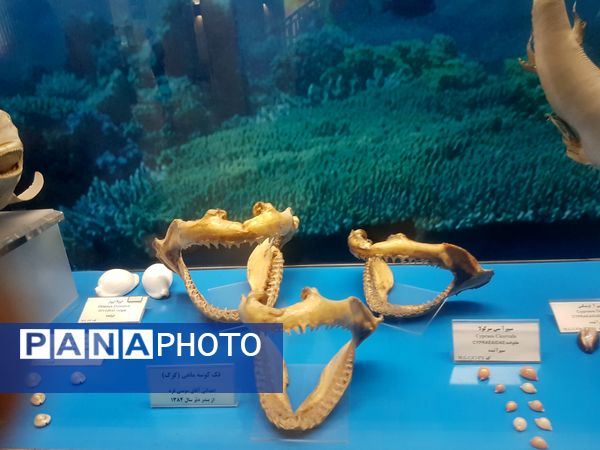 موزه آستان قدس رضوی 