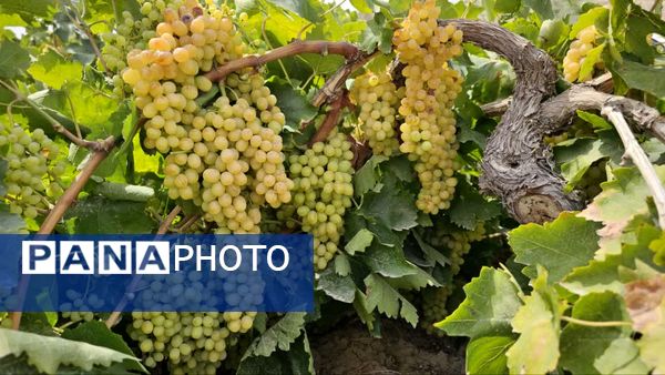 کیل گیری محصولات کشاورزی در شهرستان فاروج