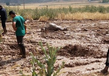 بروز سیل و خسارت مالی به دام‌ها و اراضی کشاورزی در روستاهای مازندران