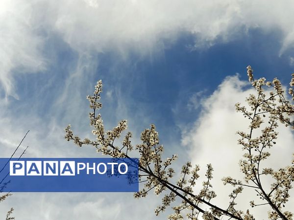 شکوفه‌های بهاری بر قامت درختان ‌