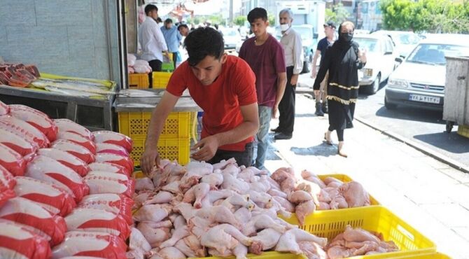 دعوای مجلس و مرغداران بر سر مقصر گرانی