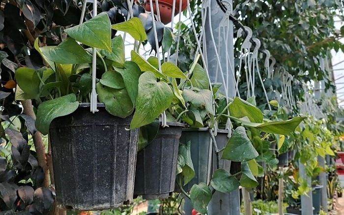 شهرستان پاکدشت، پایتخت گل و گیاه
ایران