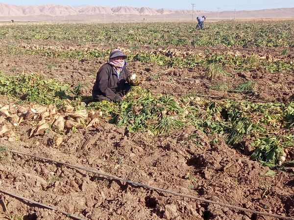 برداشت چغندر قند از مزارع دشت گل آغاز شد
