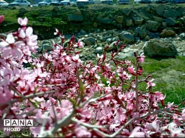 بهار با عطر شکوفه‌ها، دفتری از زندگی تازه می‌گشاید
