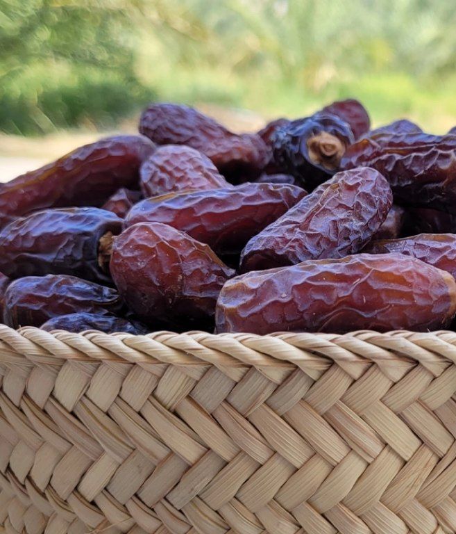 آغاز برداشت خرمای پیارم در حاجی‌آباد 