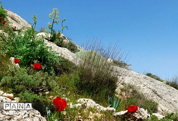 کوه های شهر بار ذخیره‌گاه گیاهان ارزشمند و کم نظیر دارویی 