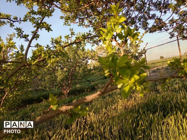 رویش شکوفه ها در روستای فرخ آباد
