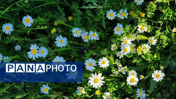 هنر در طبیعت نهفته است