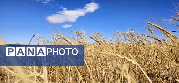 بازدید برداشت گندم در شهرستان فاروج