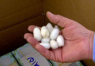 پرورش کرم ابریشم در خراسان شمالی، میراثی زنده از تاریخ و هنر