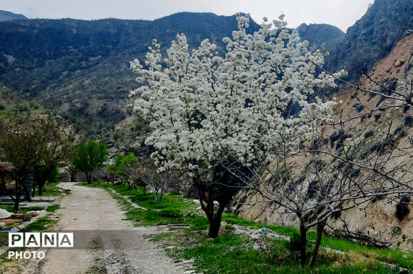 طبیعت روستای بیدله به هنگام بهار