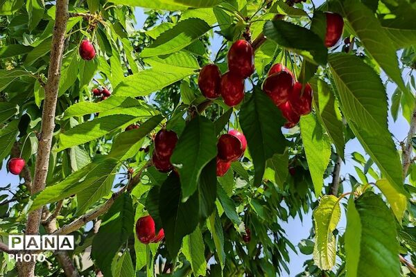 فصل چیدن یاقوت های چشم نواز در شهر بار نیشابور-۱