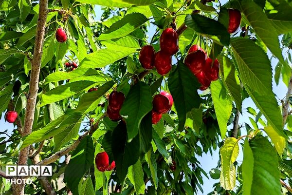 فصل چیدن یاقوت های چشم نواز در شهر بار نیشابور-۱