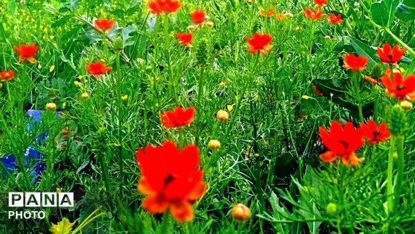طبیعت دَستَنا؛ جلوه‌ای کم‌نظیر از آرامش و زیبایی در دل چهارمحال و بختیاری