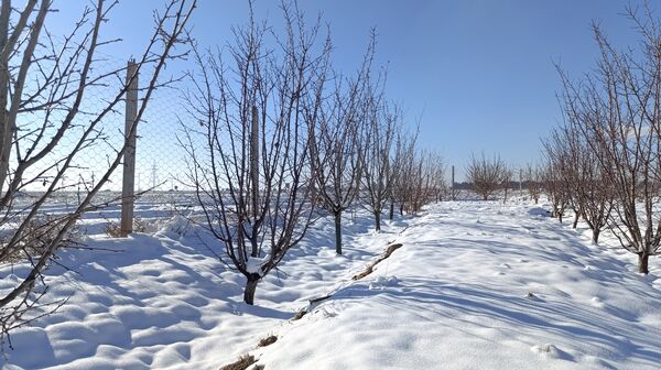 منظره زیبای برف پاییزی در باغات شهرستان نیشابور 