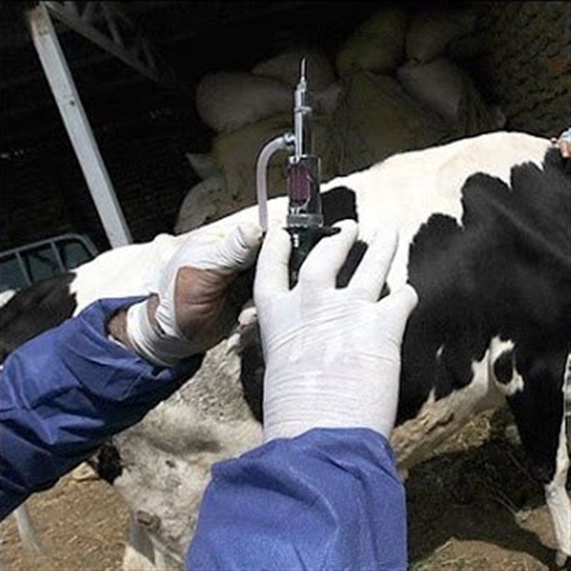 سویه جدید تب برفکی از آفریقا وارد شده است