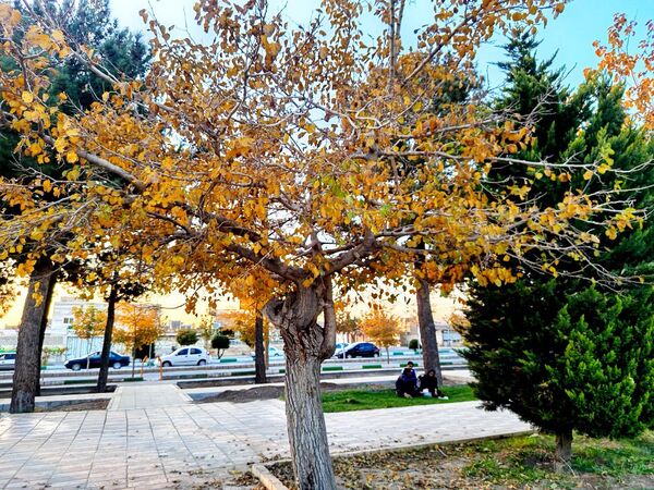 طبیعت زیبای کاشمر در پاییز