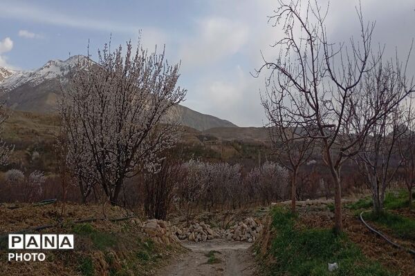 اولین شکوفه های بهاری در شهر بار نیشابور