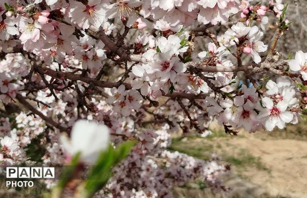 شکوفه‌های بهاری شهر بن، نویدبخش طراوت و زندگی دوباره