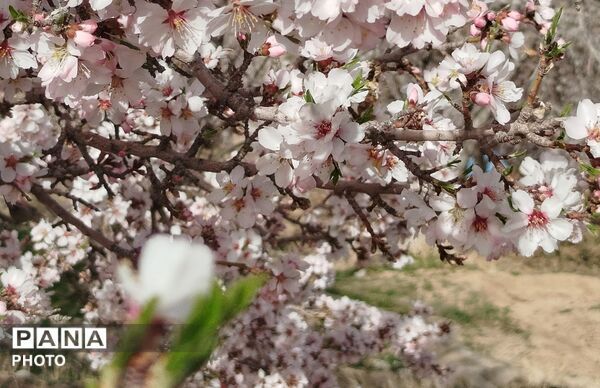 شکوفه‌های بهاری شهر بن، نویدبخش طراوت و زندگی دوباره