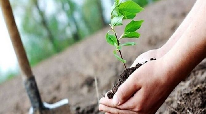 کاشت بیش از ۳۳ هزار نهال در بوستان سرخه‌حصار