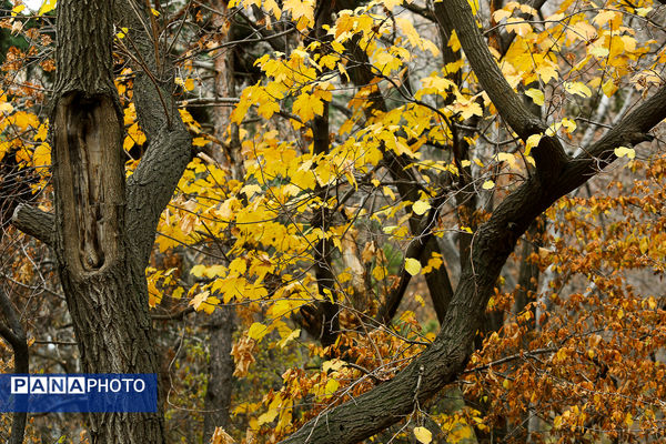 پاییز خیال انگیز در پارک جمشیدیه