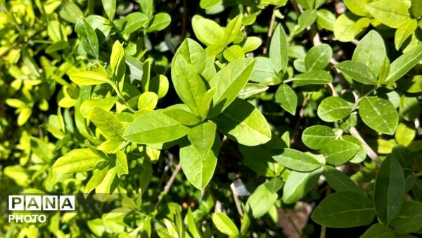 طبیعت هدیه ماندگار زندگی