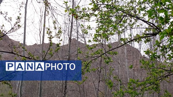 آوای گوش‌نواز بهار در طبیعت شهرستان‌بن