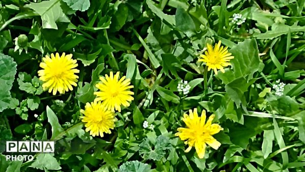 رویش شکوفه ها در روستای کابلی 