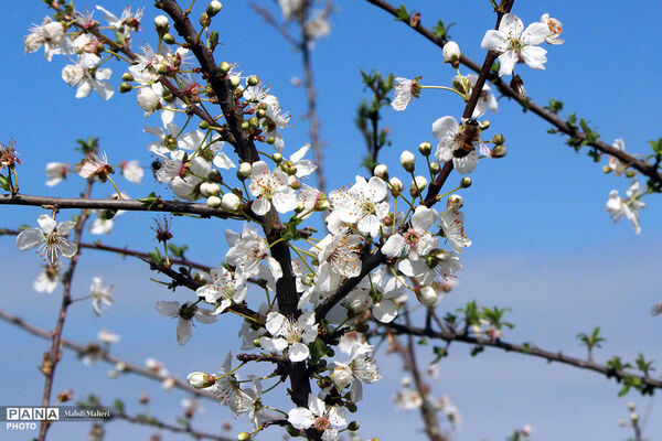 شکوفه‌های بهاری 