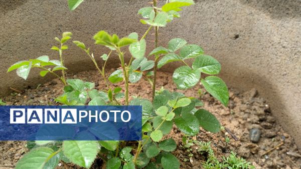 باران بهاری؛ ملودی زندگی در بستر طبیعت