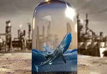 «آخرین کوسه نهنگ» جایزه ویژه هیات داوران اولین دوره جشنواره سازمان همکاری‌های شانگهای را گرفت