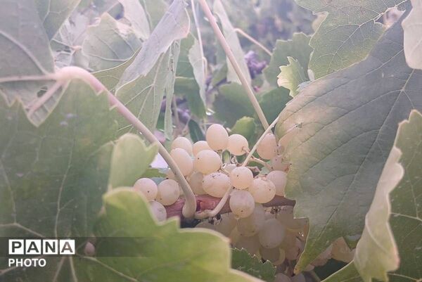 باران شدید در روستای مرزی قَتلیش