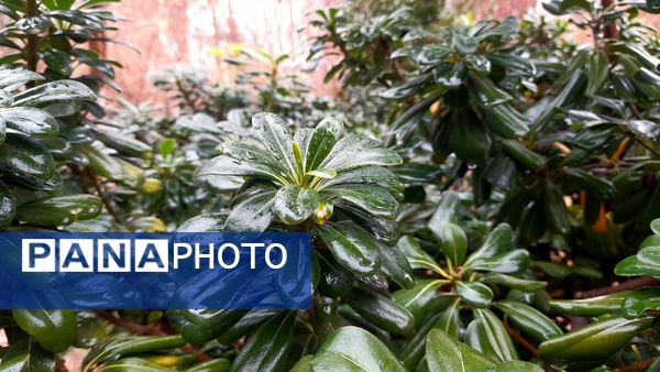 باران یزد؛ نوازشی بر پوست خاکی شهر و لبخندی بر لبان رهگذران