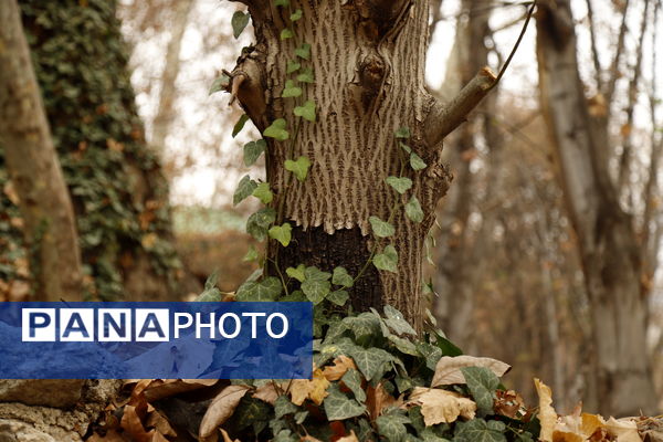 خلوت سرای پاییزی سعدآباد