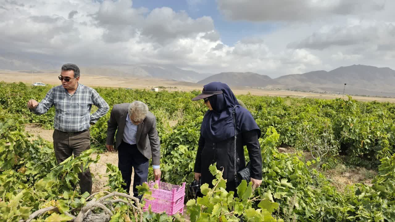 کیل گیری محصولات کشاورزی در شهرستان فاروج
