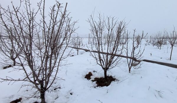 مناظر زیبای باغات روستای بوژمهران پس از بارش برف بهاری ۲۰ سانتیمتری 